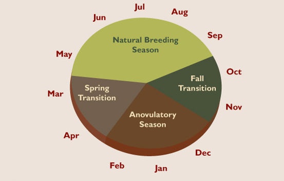 Seasonal breeding pattern of mares in North America