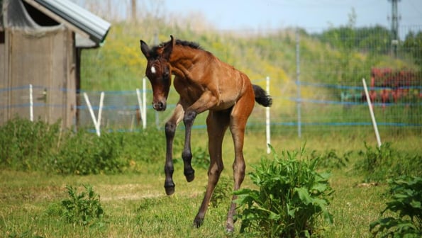 Foal jumping