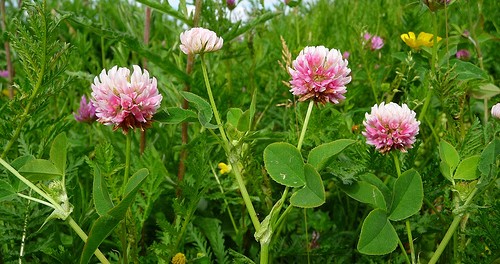 aslike-clover-toxic-plants-500x264.jpg