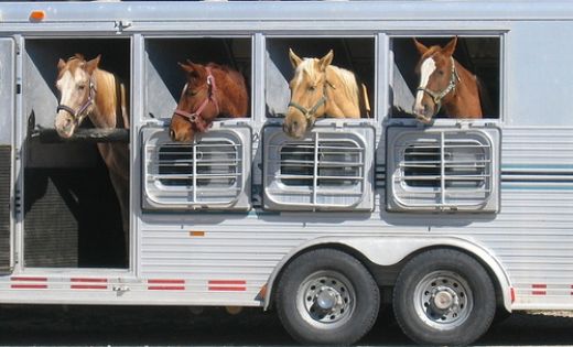 horse-trailer-1.jpg