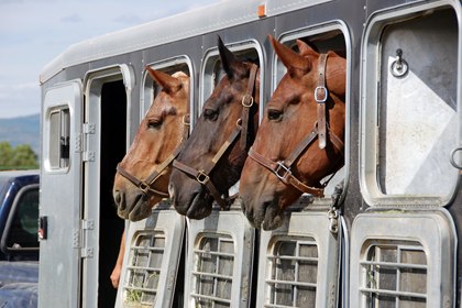 TH-LEGACY-IMAGE-ID-263-horses-looking-out-of-trailer.jpg